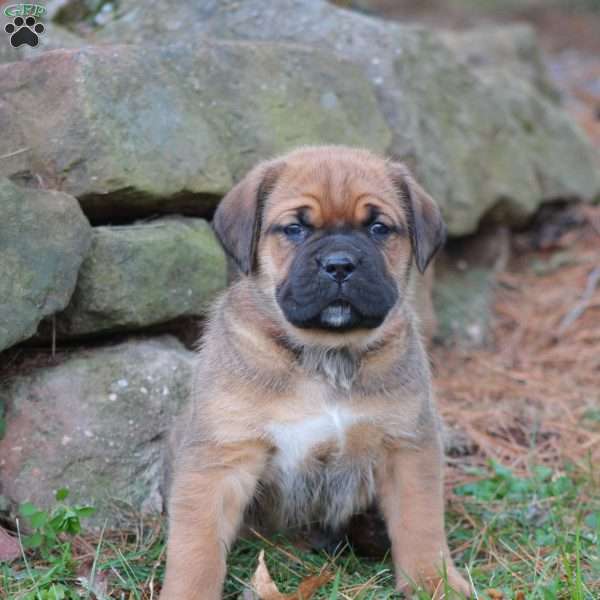 Samson, Cane Corso Puppy