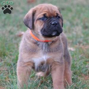 Samson, Cane Corso Puppy