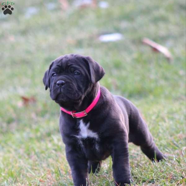 Valentino, Cane Corso Puppy