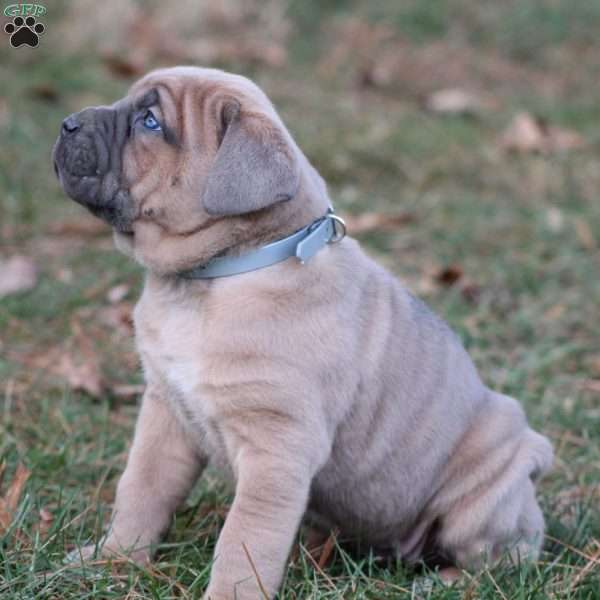 Gianna, Cane Corso Puppy