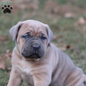 Gianna, Cane Corso Puppy