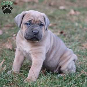 Gianna, Cane Corso Puppy