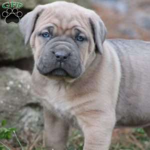 Gianna, Cane Corso Puppy