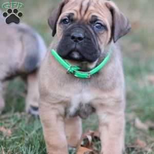 Enzo, Cane Corso Puppy