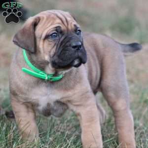 Enzo, Cane Corso Puppy