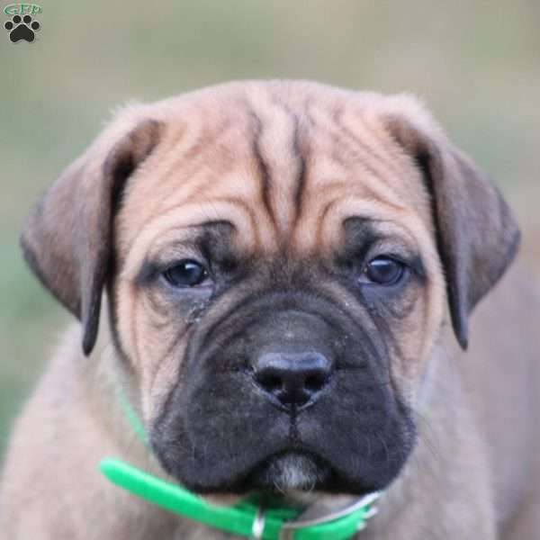 Enzo, Cane Corso Puppy