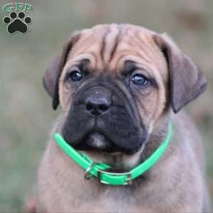 Enzo, Cane Corso Puppy