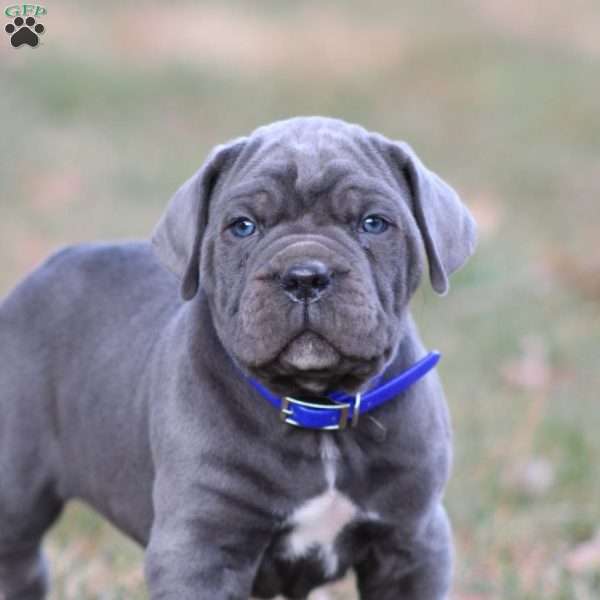 Pete, Cane Corso Puppy