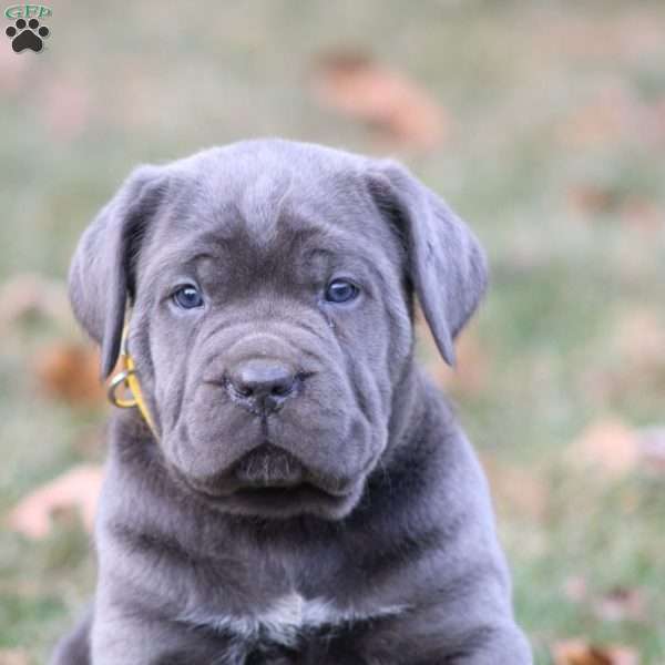 Stella, Cane Corso Puppy