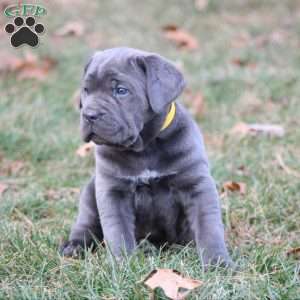 Stella, Cane Corso Puppy