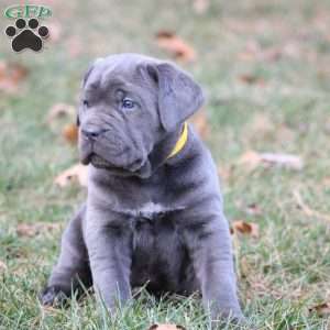 Stella, Cane Corso Puppy
