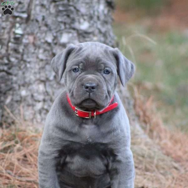 Diesel, Cane Corso Puppy
