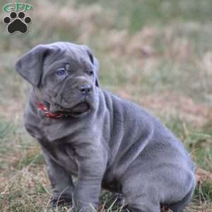 Diesel, Cane Corso Puppy