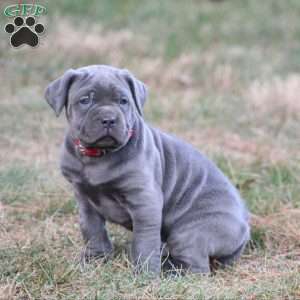 Diesel, Cane Corso Puppy