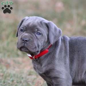 Diesel, Cane Corso Puppy
