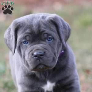 Bianca, Cane Corso Puppy