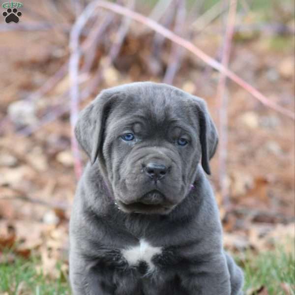 Bianca, Cane Corso Puppy