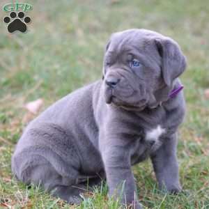 Bianca, Cane Corso Puppy
