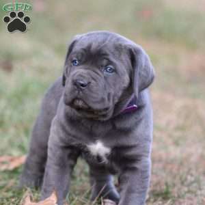 Bianca, Cane Corso Puppy