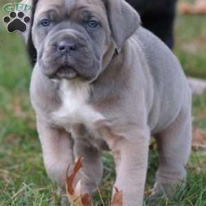 Luna, Cane Corso Puppy