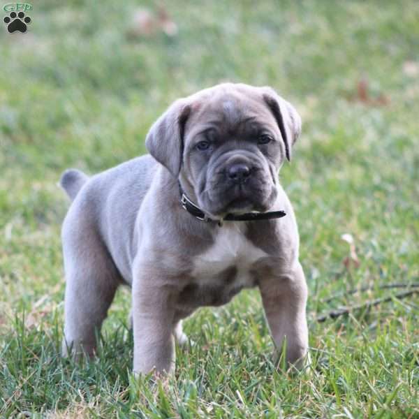 Luna, Cane Corso Puppy