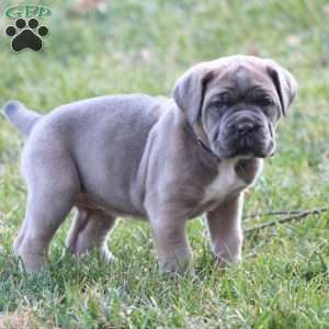 Luna, Cane Corso Puppy