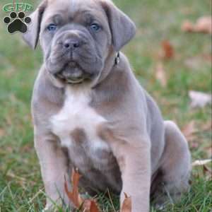 Luna, Cane Corso Puppy