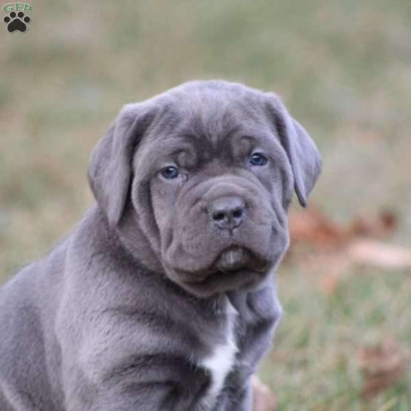 Queen, Cane Corso Puppy