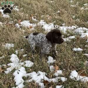 Rose, German Shorthaired Pointer Puppy