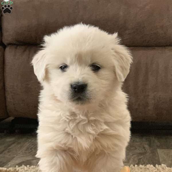 Tootsie, English Cream Golden Retriever Puppy