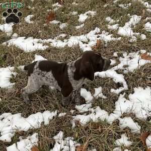 Rosco, German Shorthaired Pointer Puppy
