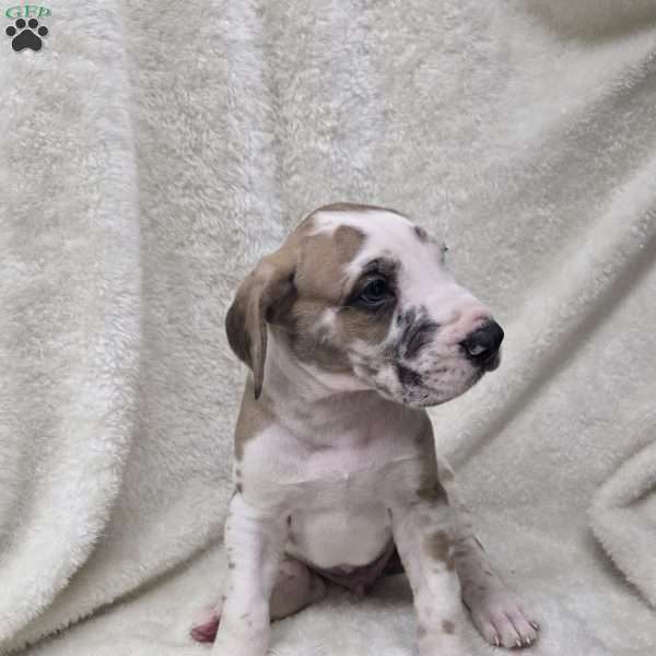 Jase, Great Dane Puppy