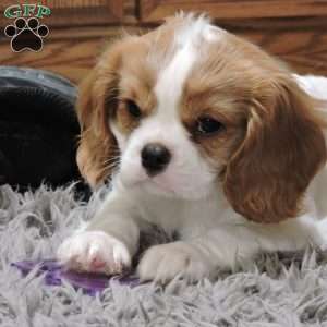 Zachary, Cavalier King Charles Spaniel Puppy
