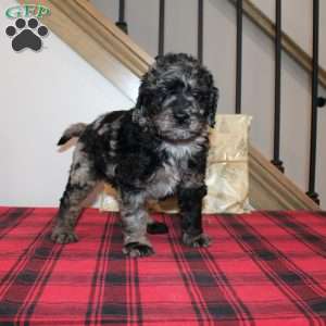 Kringle, Mini Labradoodle Puppy