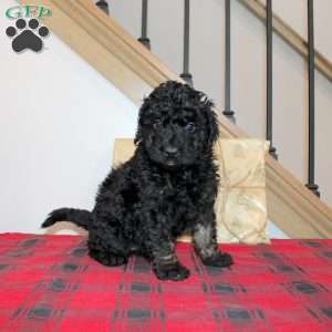 Koko, Mini Labradoodle Puppy
