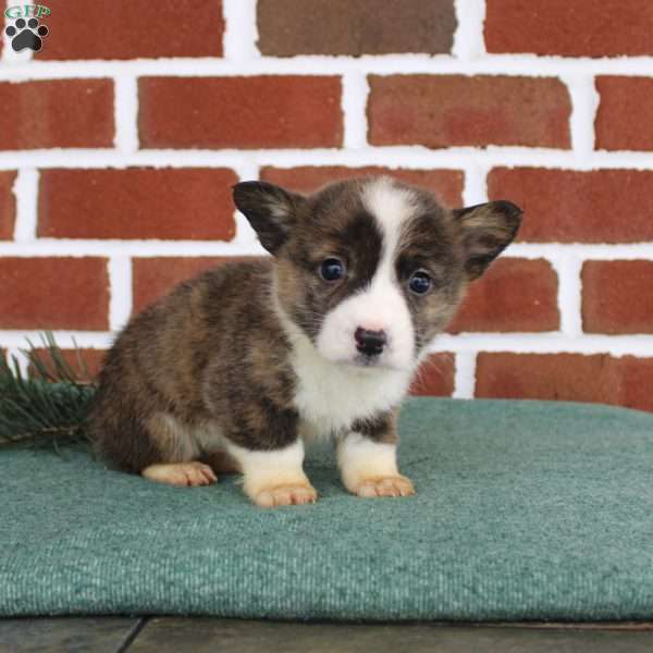 Jerry, Pembroke Welsh Corgi Puppy
