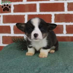 Josh, Pembroke Welsh Corgi Puppy