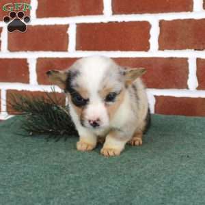 Janessa, Pembroke Welsh Corgi Puppy