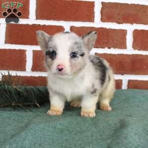 Jack, Pembroke Welsh Corgi Puppy