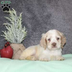Star, Cocker Spaniel Puppy