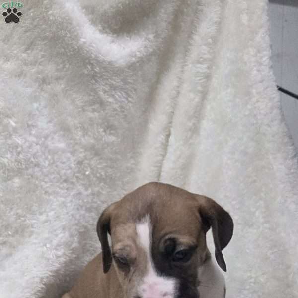 Julio, Great Dane Puppy