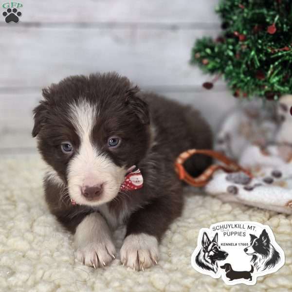 Rocky, Border Collie Puppy