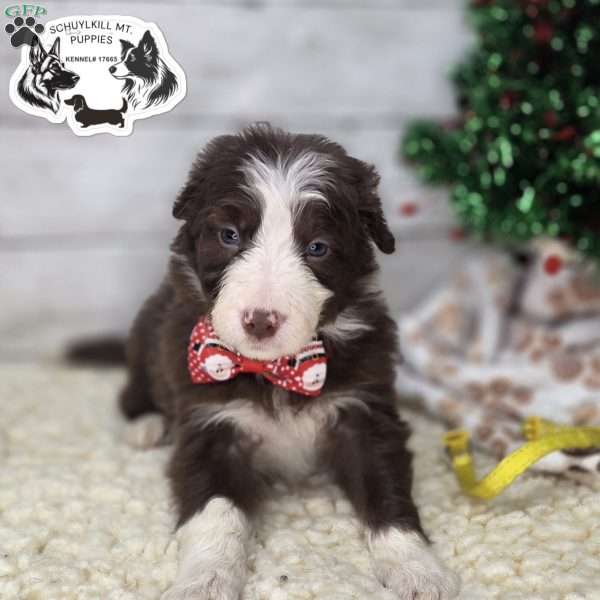 Henry, Border Collie Puppy