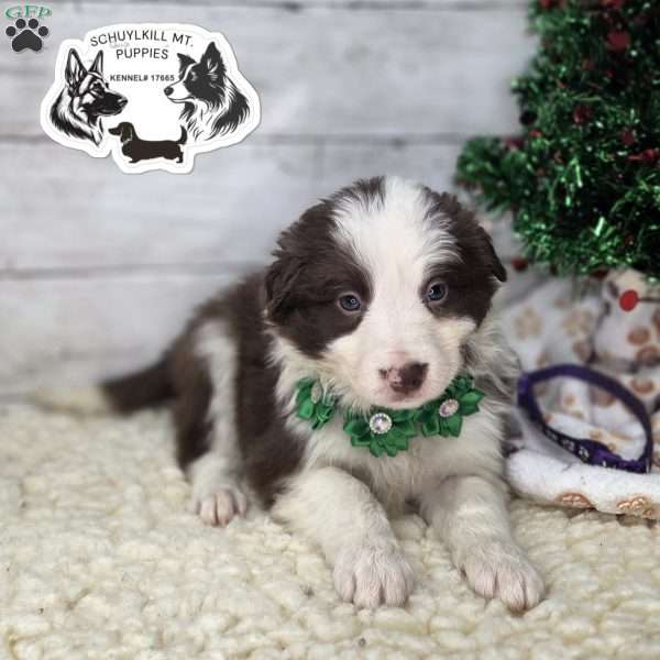Poppy, Border Collie Puppy