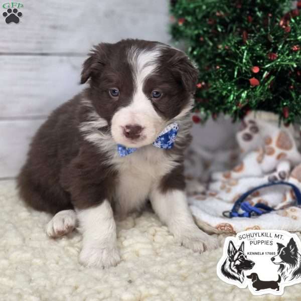 Teddy, Border Collie Puppy