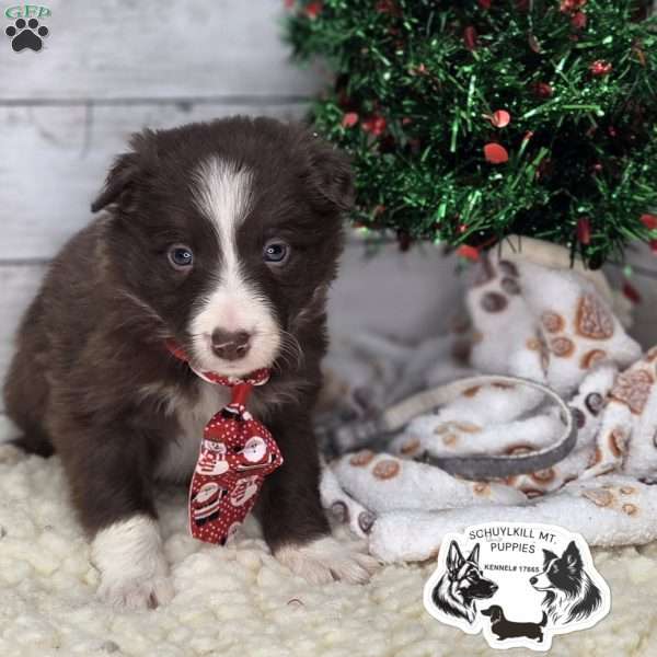 Max, Border Collie Puppy
