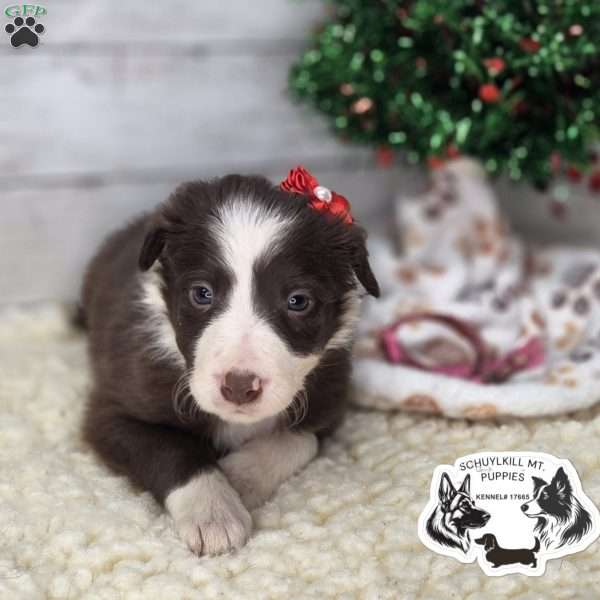 Luna, Border Collie Puppy