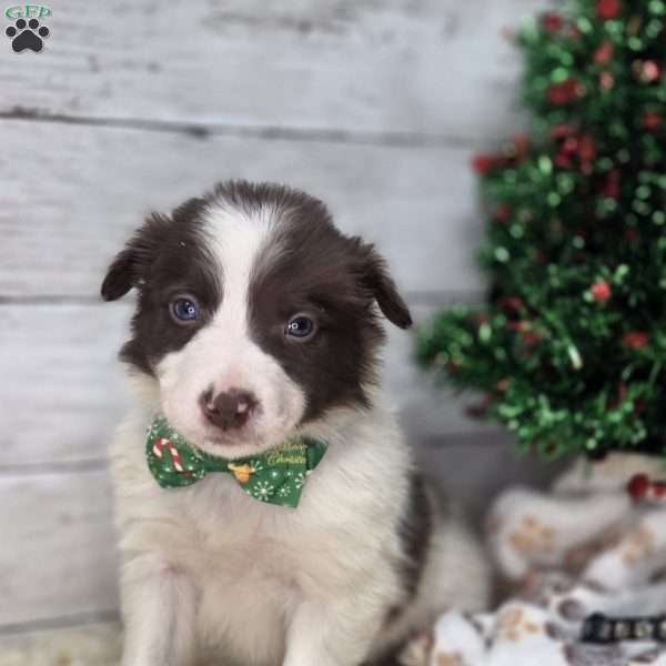 Oliver, Border Collie Puppy