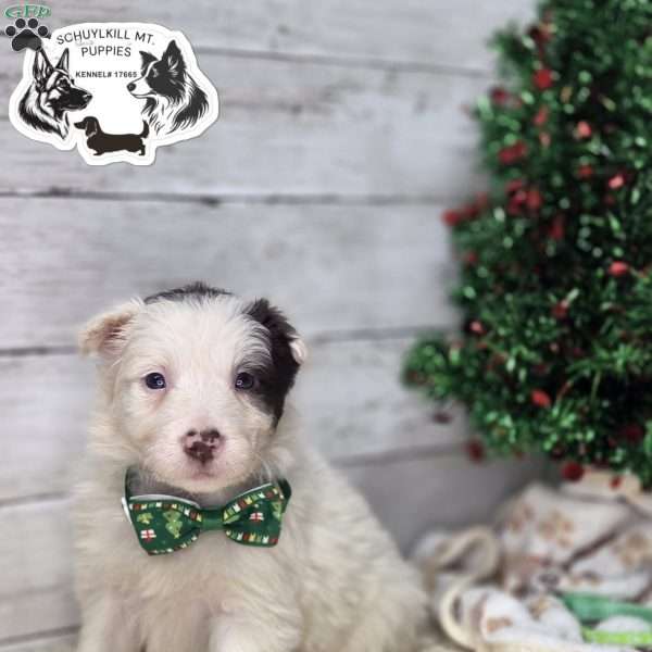 Buddy, Border Collie Puppy