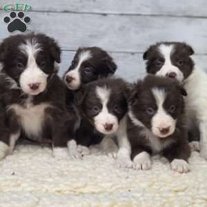 Rex, Border Collie Puppy